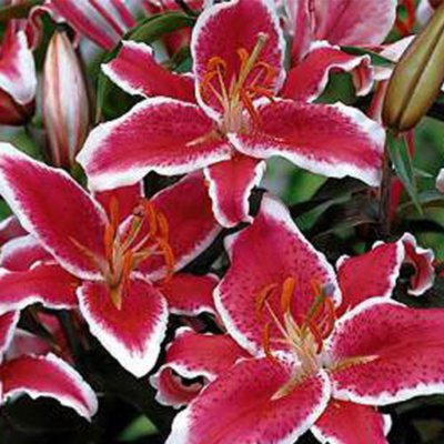 Starfighter Lily - 80 Stems       