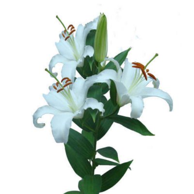 Siberia Oriental  Lily - White - 40 Stems 