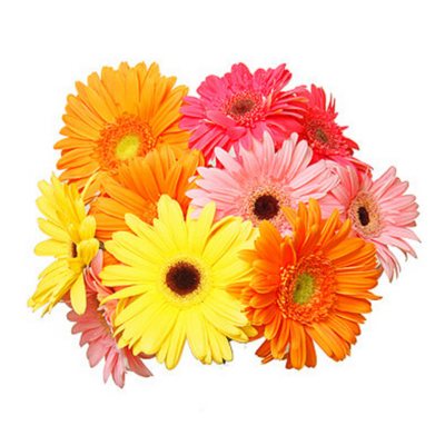 Gerbera Daisies - Assorted Colors - 70 Stems