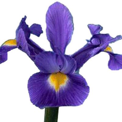 Iris - Purple - 50 Stems          