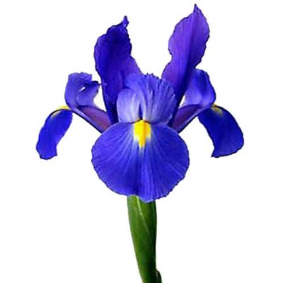 Iris - Blue - 50 Stems         