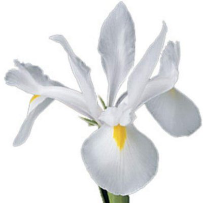 Iris - White - 50 Stems             