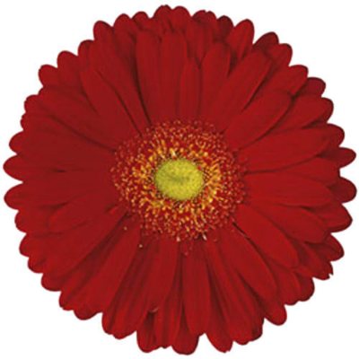 Gerbera Daisies - Red - 70 Stems