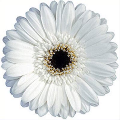 Gerbera Daisies - White - 70 Stems