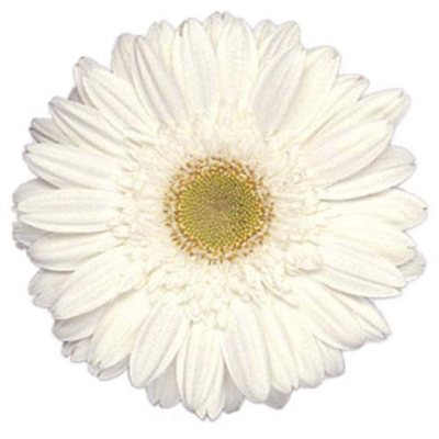 Gerbera Daisies - White - 70 Stems