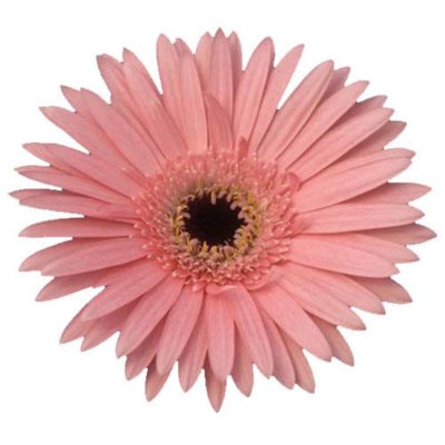 Gerbera Daisies - Pink - 70 Stems