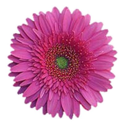 Gerbera Daisies - Fuchsia - 70 Stems