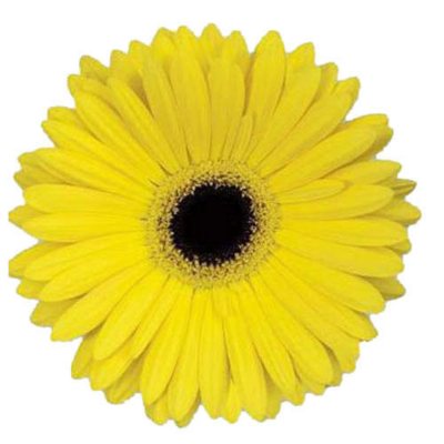 Gerbera Daisies - Yellow - 70 Stems