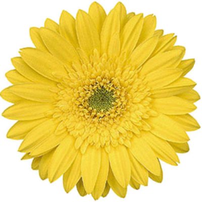 Gerbera Daisies - Yellow - 70 Stems