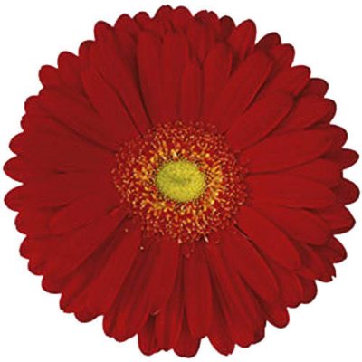 Gerbera Daisies - Red - 100 Stems