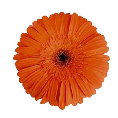 Gerbera Daisies - Orange - 100 Stems