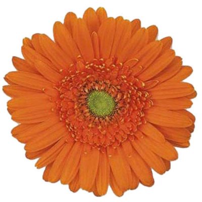 Gerbera Daisies - Orange - 100 Stems