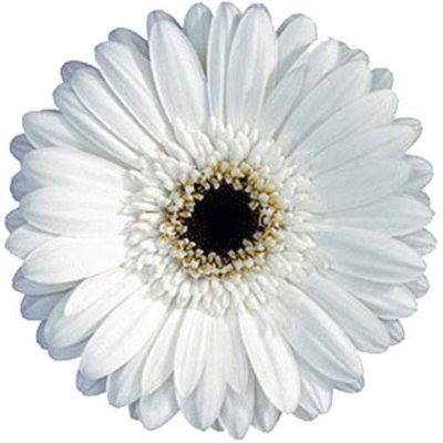 Gerbera Daisies - White - 100 Stems