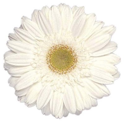 Gerbera Daisies - White - 100 Stems