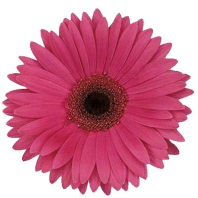 Gerbera Daisies - Fuchsia - 100 Stems