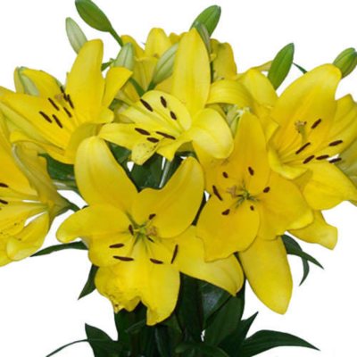Asiatic (LA) Lilies - Yellow - 40 Stems
