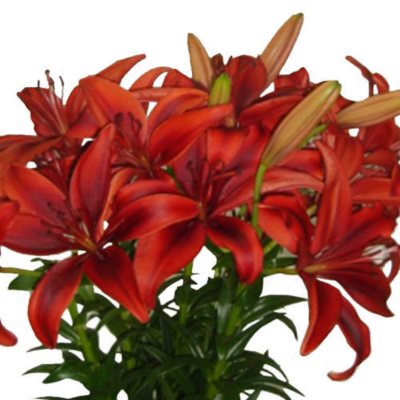 Asiatic (LA) Lilies - Black Out  - 40 Stems