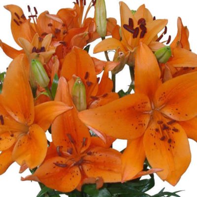 Asiatic (LA) Lilies - Orange - 40 Stems