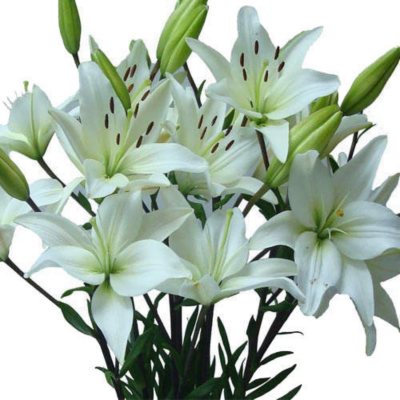 Asiatic (LA) Lilies - White - 80 Stems 