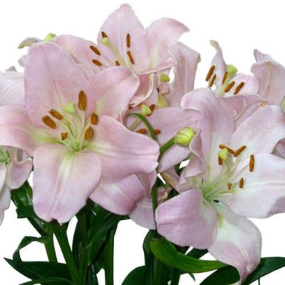 Asiatic (LA) Lilies - Pink - 80 Stems 
