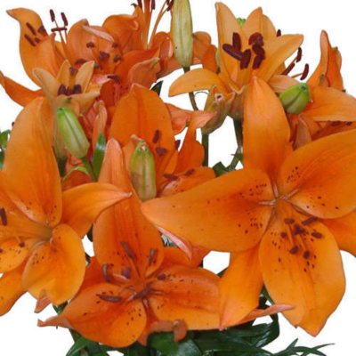 Asiatic (LA) Lilies - Orange - 80 Stems 