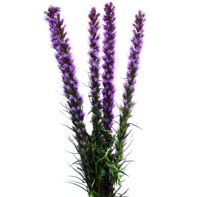 Liatris - Various Stem Quantities