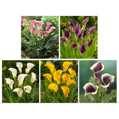 Calla Lily - Assorted - 50 Stems