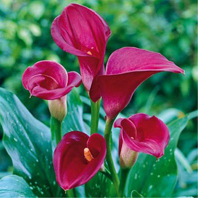 Calla Lily - Red - 50 Stems