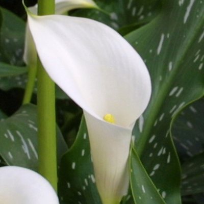 Calla Lily - White - 50 Stems