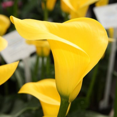 Calla Lily - Yellow - 50 Stems