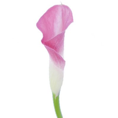 Calla Lily - Pink - 50 Stems