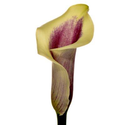 Calla Lily - Picasso - 50 Stems
