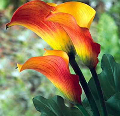 Calla Lily - Flame - 50 Stems