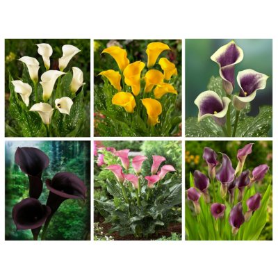 Calla Lily - Assorted - 60 Stems