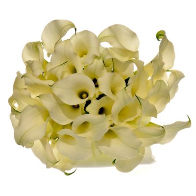 Calla Lily - White - 60 Stems