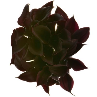 Calla Lily - Black - 60 Stems