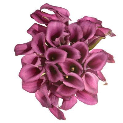 Calla Lily - Purple - 60 Stems