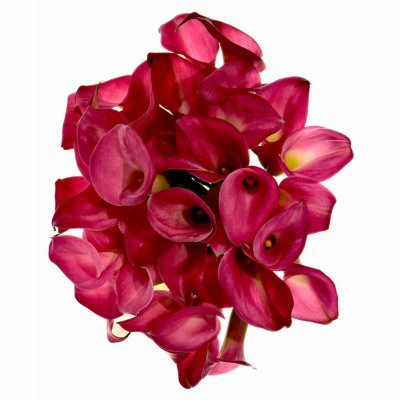 Calla Lily - Hot Pink - 60 Stems