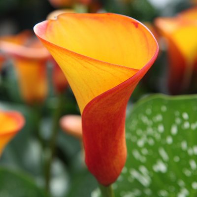 Calla Lily - Mango - 60 Stems