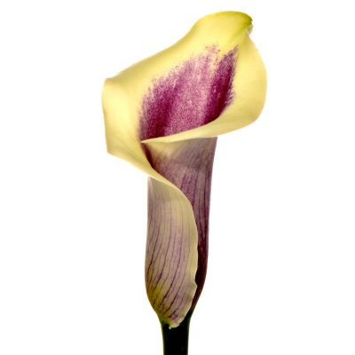 Calla Lily - Picasso - 60 Stems