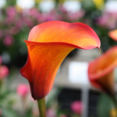 Calla Lily - Flame - 60 Stems
