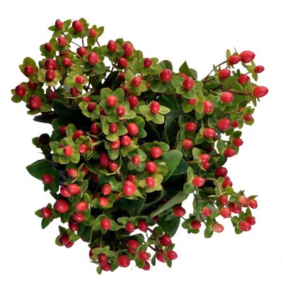 Hypericum - Red - 150 Stems