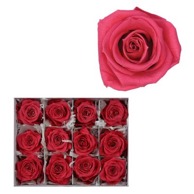 Infinite Rose -  Hot Pink - 12 Rose Heads