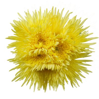Poms - Yellow - 45 Stems