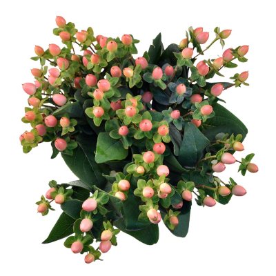 Hypericum - Peach - 150 Stems