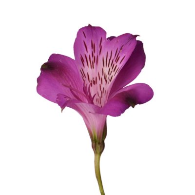 Alstroemeria - Purple - 50 Stems
