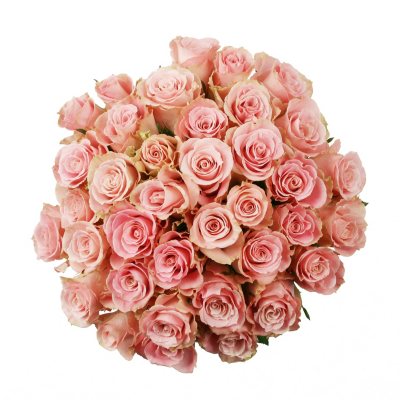 Roses - Light Pink - 75 Stems