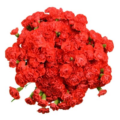 Mini Carnations - Red - 100 Stems
