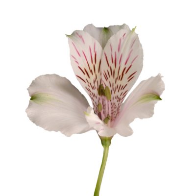 Alstroemeria - White - 50 Stems