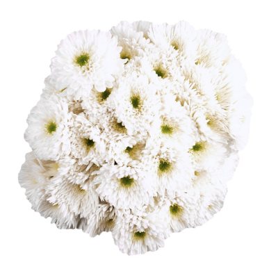 Poms -  White  - 45 Stems
